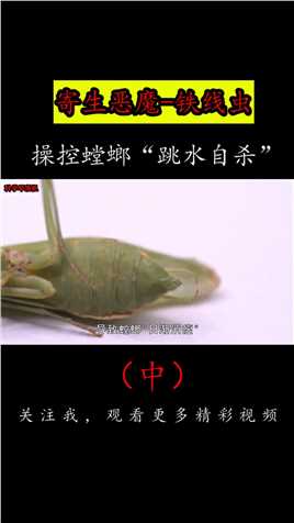 铁线虫是如何寄生的？它为何能操控螳螂“跳水自杀”？#螳螂#铁线虫#科普 (2)