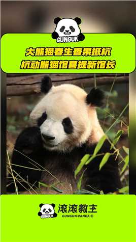 大熊猫春生香果抵杭，网友：这泼天的富贵终于轮到杭动了！