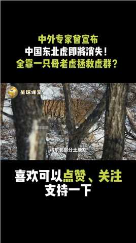 中美俄专家曾宣布：东北虎将从中国消失！全靠一只母老虎力挽狂澜#东北虎#动物世界#西伯利亚虎 (2)