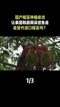 中国榴莲种植成功，让泰越两国深感焦虑，以后高价榴莲往哪卖？#榴莲#水果之王#热带水果#种植业 (1)