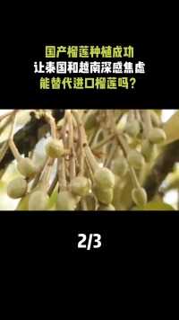 中国榴莲种植成功，让泰越两国深感焦虑，以后高价榴莲往哪卖？#榴莲#水果之王#热带水果#种植业 (2)