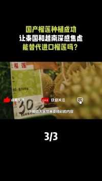 中国榴莲种植成功，让泰越两国深感焦虑，以后高价榴莲往哪卖？#榴莲#水果之王#热带水果#种植业 (3)