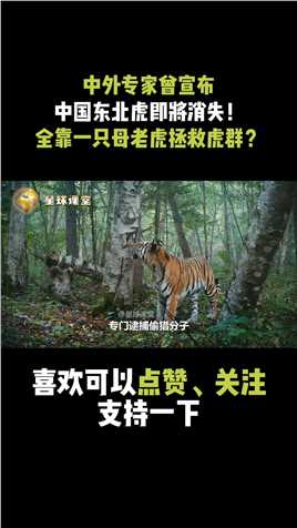 中美俄专家曾宣布：东北虎将从中国消失！全靠一只母老虎力挽狂澜#东北虎#动物世界#西伯利亚虎 (3)