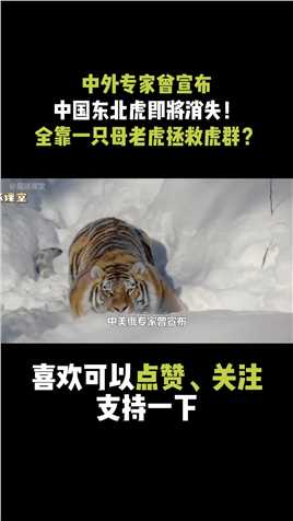 中美俄专家曾宣布：东北虎将从中国消失！全靠一只母老虎力挽狂澜#东北虎#动物世界#西伯利亚虎 (1)