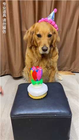 狗：这生日我笑不出来。