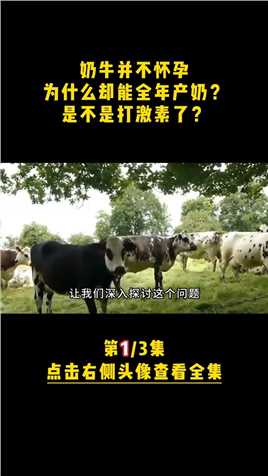 奶牛并不怀孕，为什么却能全年产奶？是不是打激素了？#奶牛 (1)
