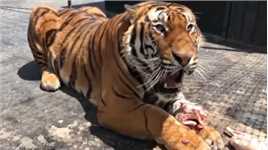 为什么老虎不吃煮熟的肉？吃煮熟的肉对老虎有什么影响？01#老虎