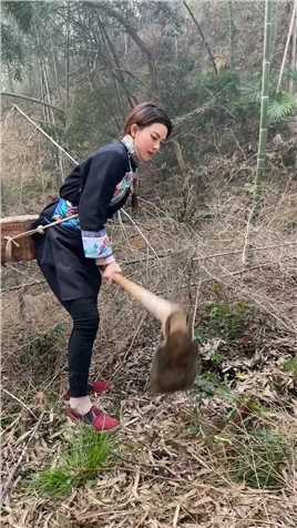 生于农村，长于农村，感谢大山的馈赠自然的竹林资源养活一方人挖冬笋做笋干很辛苦
