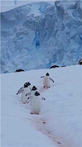企鹅趴地爬行的姿势看着真的是太可爱了