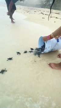 国外小姐姐将一群小海龟放生到大海里