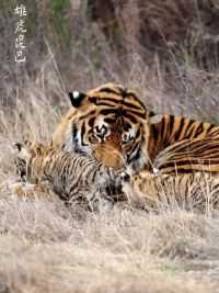 虎王昆巴守护着它和提波的三只幼崽 
#老虎 #南非老虎谷