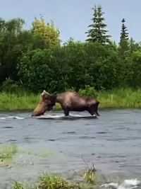 阿拉斯加棕熊攻击过河驼鹿 #熊 #棕熊 #驼鹿