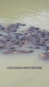 上百头牛横渡100多米的嘉陵江，罕见自然生态景观
