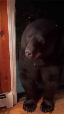 “熊为什么不进来了？”