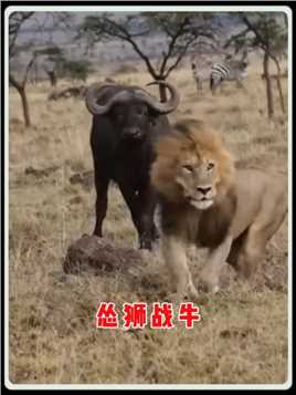 狮子想要攻击水牛，转身又躲到了树上！#动物 #动物解说 #配音