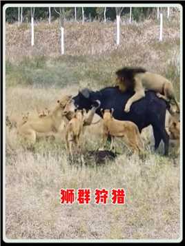 狮子群围攻水牛，它们能否成功？#动物 #动物解说 #配音