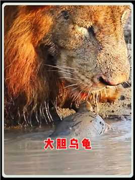 雄狮趴在河边喝水，乌龟却来占地盘！#动物 #动物解说 #配音
