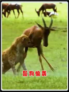鬣狗偷袭羚羊，羚羊在劫难逃！#动物 #动物解说 #野生动物 