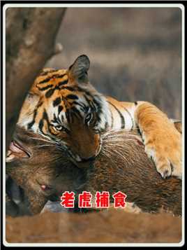 老虎捕食野猪，凶狠且专注！#动物 #动物解说 #野生动物 