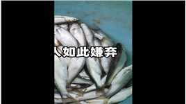 “白条”是什么鱼，为何能让钓鱼人如此嫌弃？它最大能长到多少？ (3)