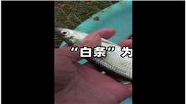 “白条”是什么鱼，为何能让钓鱼人如此嫌弃？它最大能长到多少？ (1)