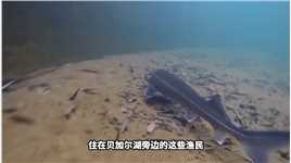 世界最深的贝加尔湖，究竟是怎么出现的？科普涨知识海豹贝加尔湖 (2)