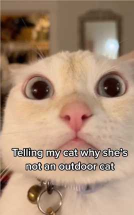 这样告诉别出门会有效吗#猫咪#猫咪 