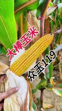 #高产玉米种子众玉119#高产玉米种子 #玉米