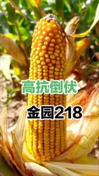 #高产玉米种子金园218 #高产玉米种子