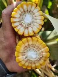 #高产玉米种子 #三农 #农业