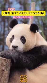 期待！！据，大熊猫“福宝”将于6月12日在熊猫中心卧龙神树坪基地正式与公众见面。