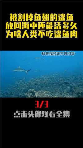 被割掉鱼翅的鲨鱼，放回海中还能活多久为啥人类不吃鲨鱼肉？#鲨鱼#鱼翅#科普一下#涨知识#冷知识 (3)