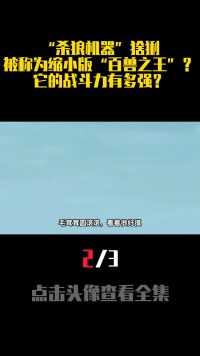 “杀狼机器”猞猁，被称为缩小版“百兽之王”？它的战斗力有多强？ (2)