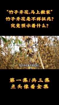 “竹子开花，马上搬家”！竹子开花是不祥征兆？究竟预示着什么？ (1)