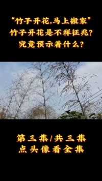 “竹子开花，马上搬家”！竹子开花是不祥征兆？究竟预示着什么？ (3)