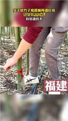 女子给竹子底部画两道红线，这是在干什么，有知道的不