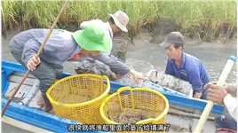 在稻田养虾竟有意想不到的收获，看渔民怎么收获价值昂贵的稻花虾#户外逮鱼摸虾 #捉虾 