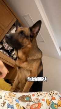 金牛座小狗天生犟种