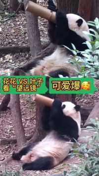大熊猫花花VS和叶看“望远镜”，可爱到爆炸🥰