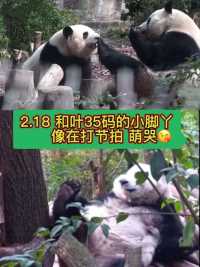 2024.2.18，大熊猫和叶35码的小脚丫，像在打节拍，萌哭😘视频上图是花花和叶子下午一起吃冰蛋糕的画面！
