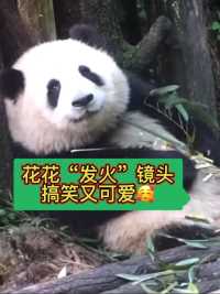 大熊猫花花生气“发火”镜头，搞笑又可爱🥰