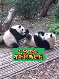 2024.2.29下午 ，大熊猫花花叶子玩新玩具，好可爱🥰