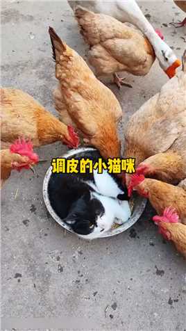 猫咪霸占饭盆