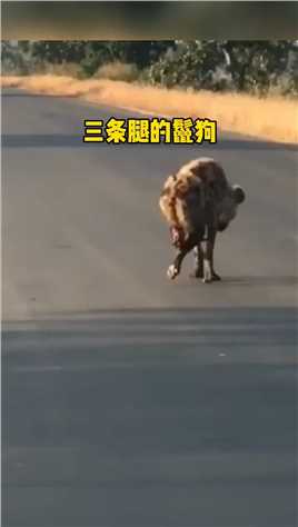 三条腿的鬣狗遭到母狮追杀