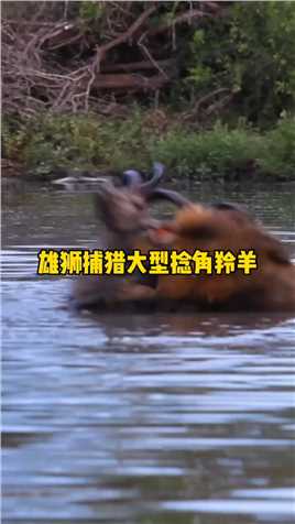 雄狮水中捕猎捻角羚