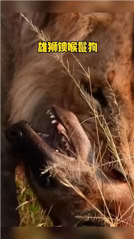 雄狮锁喉鬣狗的近距离画面 