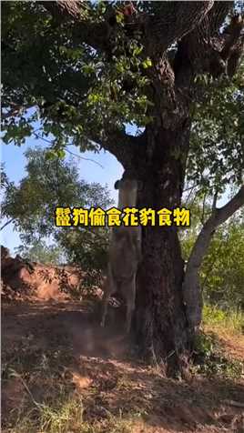 鬣狗不会上树，跳起来偷食花豹的食物
