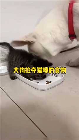 狗狗抢夺猫咪的食物