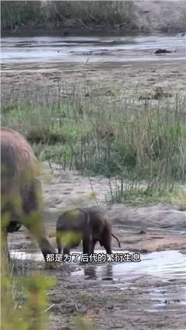 象妈妈不断催促小象宝宝前进#野生动物零距离#弱肉强食的动物世界#动物的迷惑行为