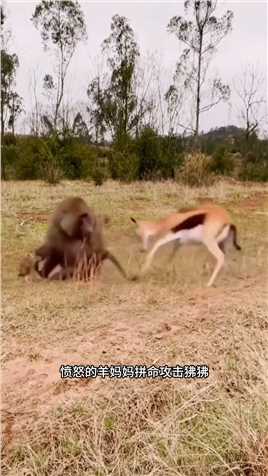 狒狒抢走羚羊妈妈的孩子#野生动物零距离#弱肉强食的动物世界